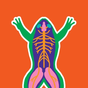 Nervensystem des Frosches