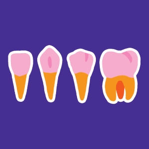 Quiz skulls and dentitions