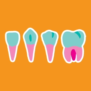 Function of the teeth
